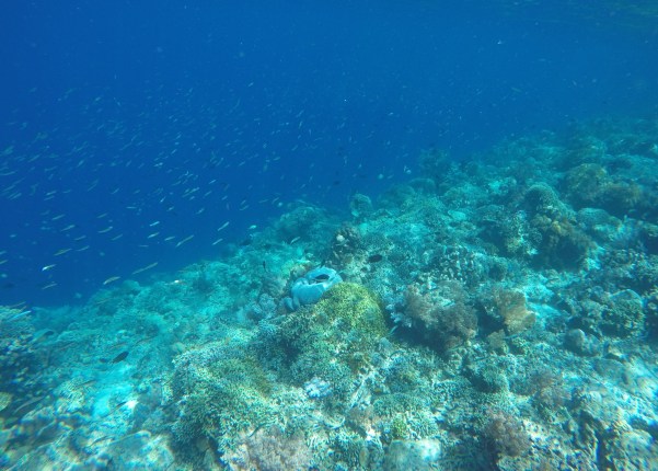 DCIM100GOPROGOPR0984.